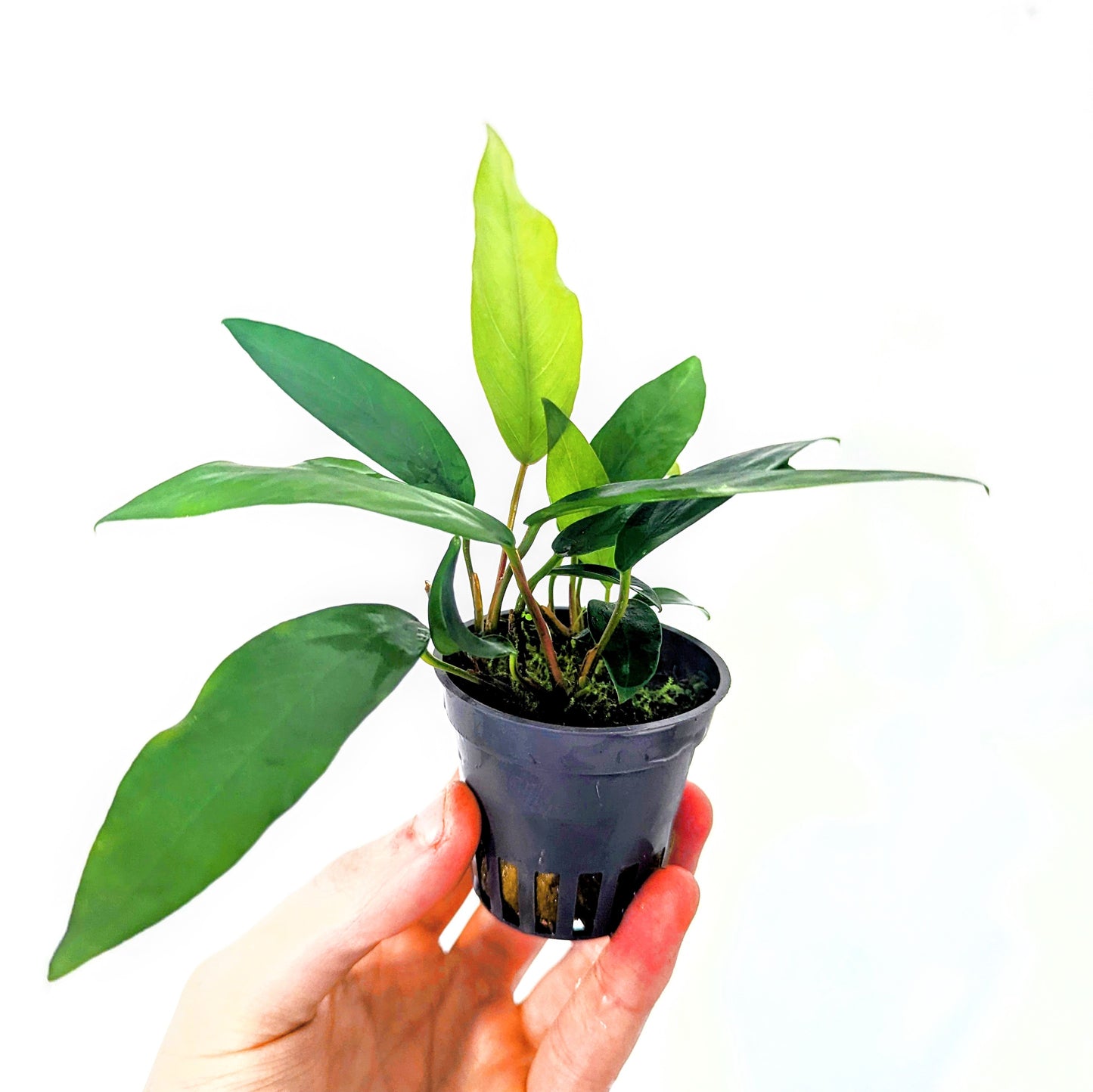Anubias Minima