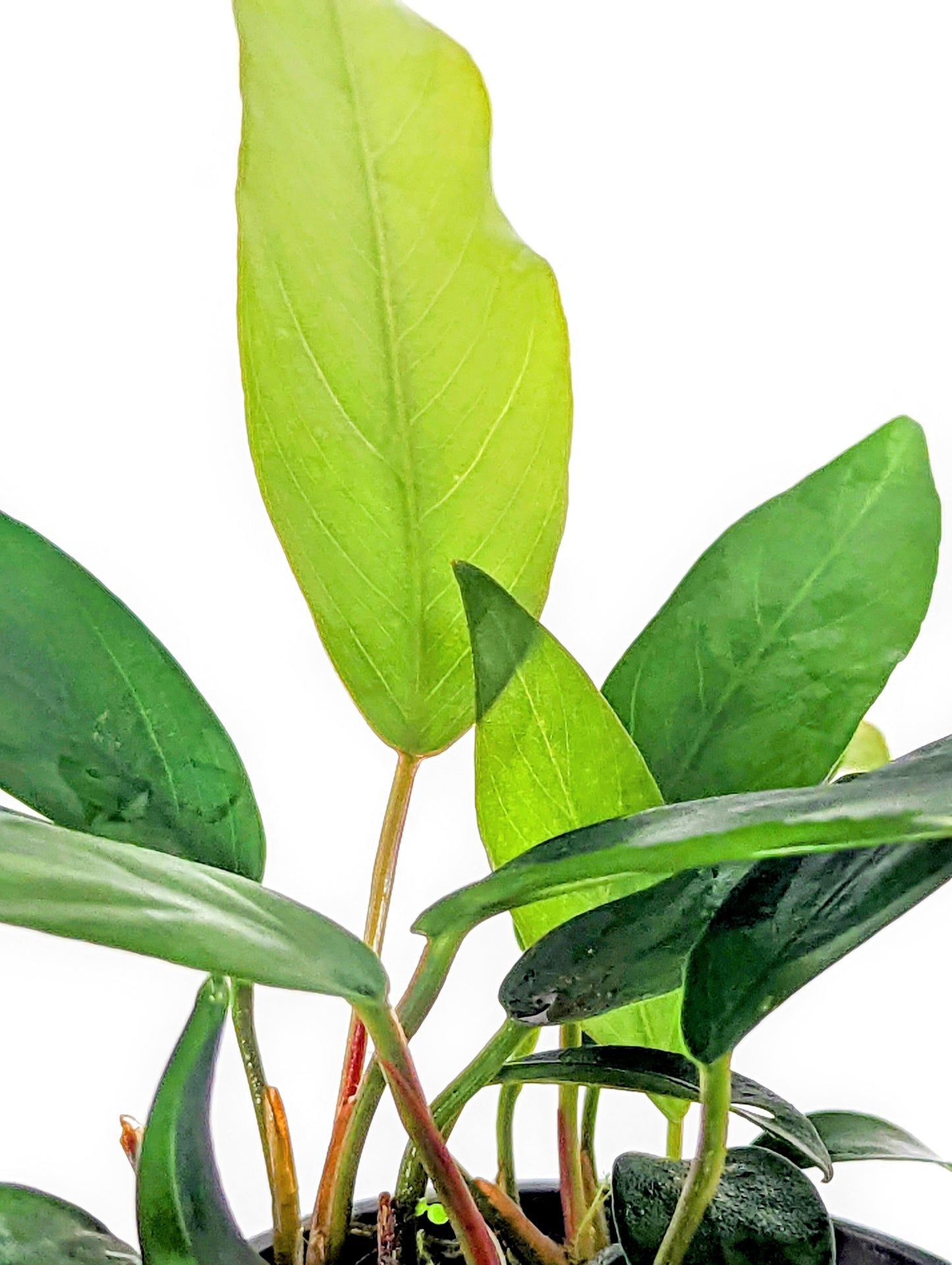 Anubias Minima