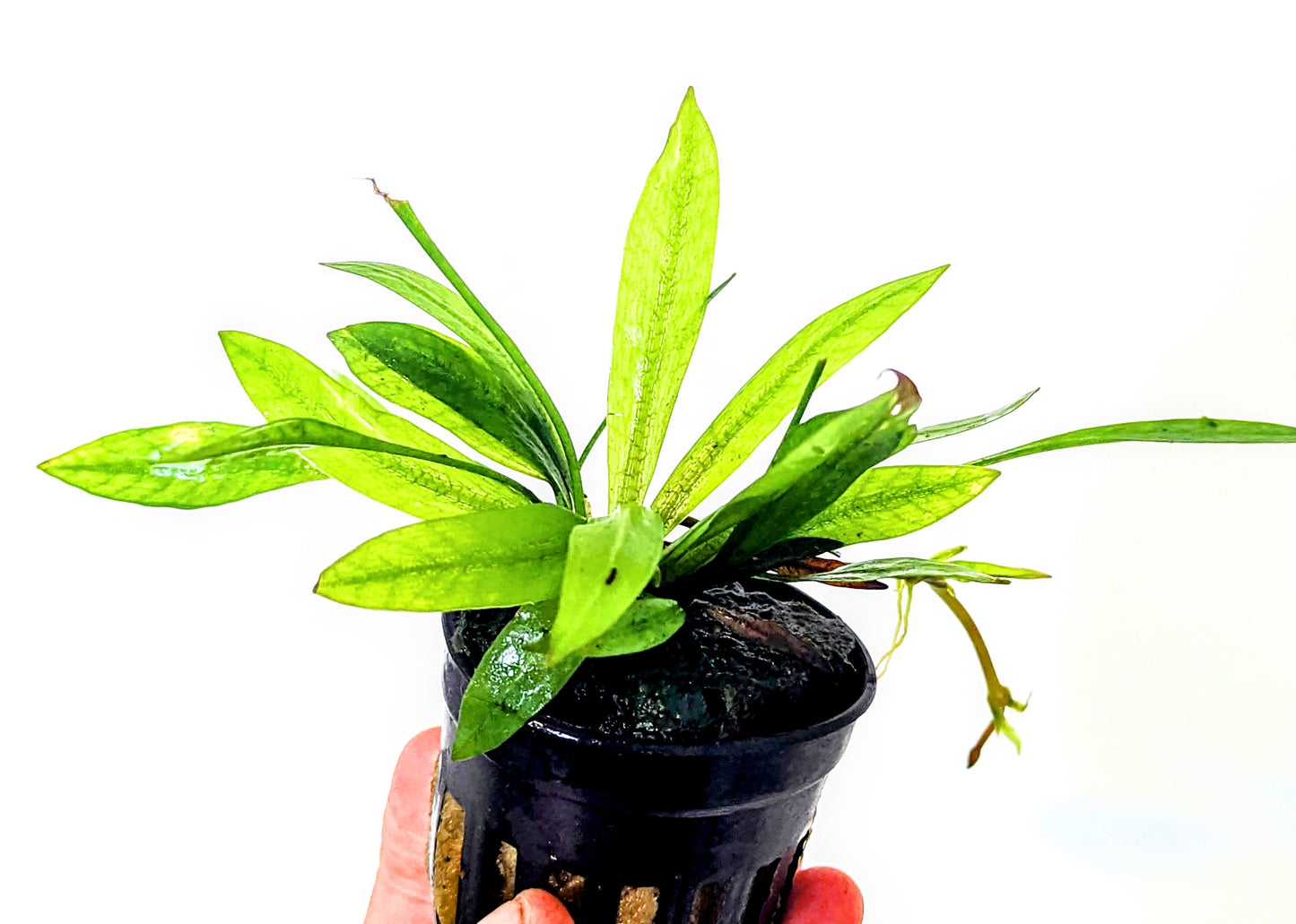 Echinodorus Magdalensis