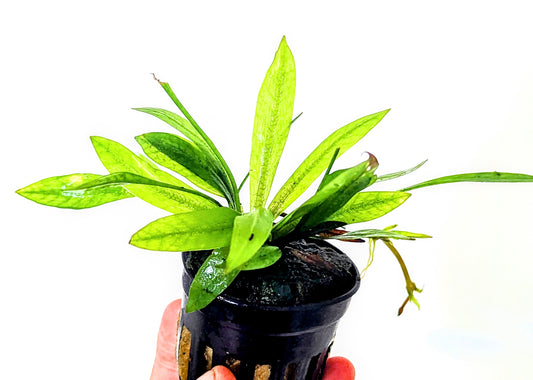 Echinodorus Magdalensis