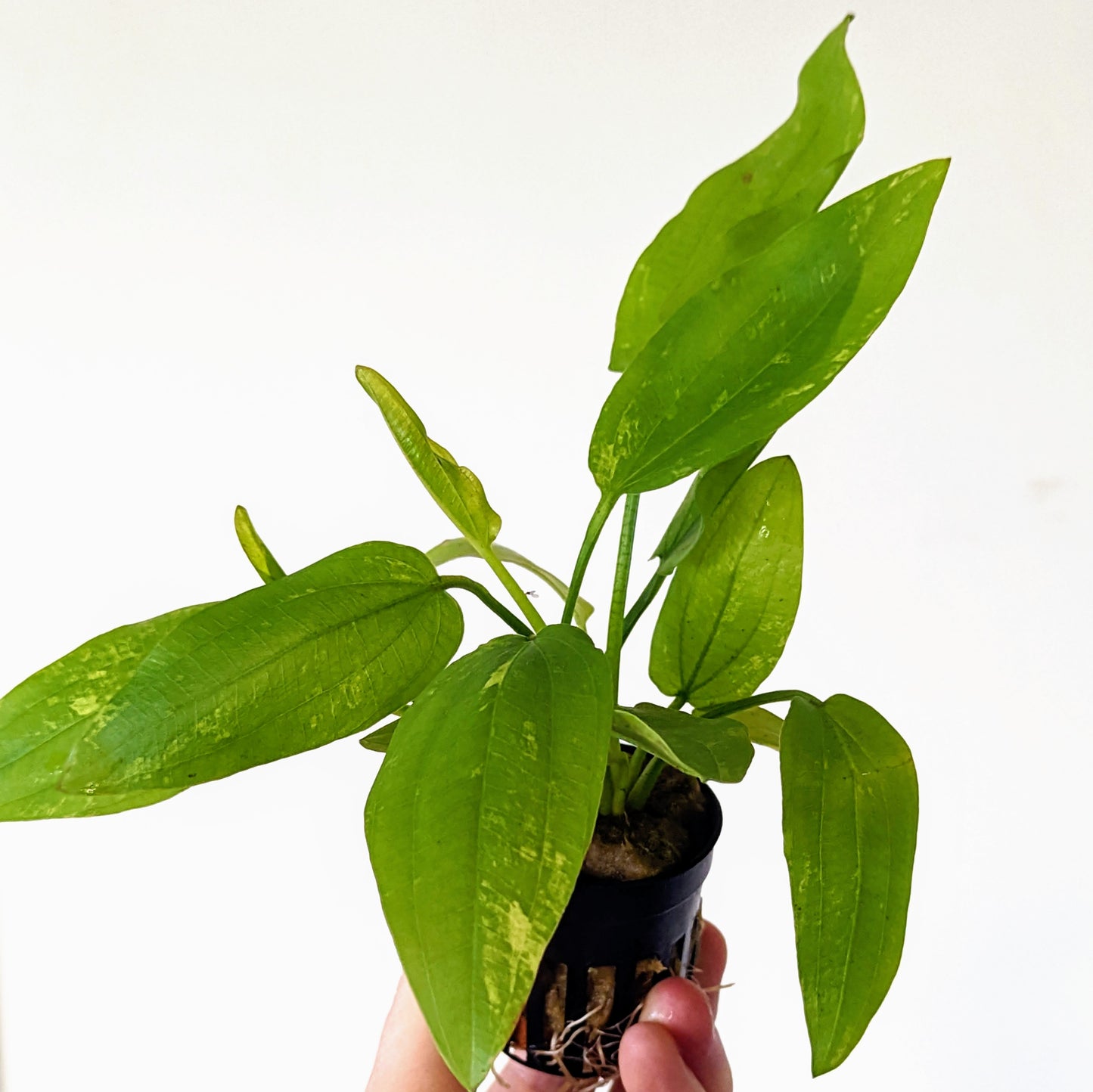 Echinodorus cordifolius “Marble queen”