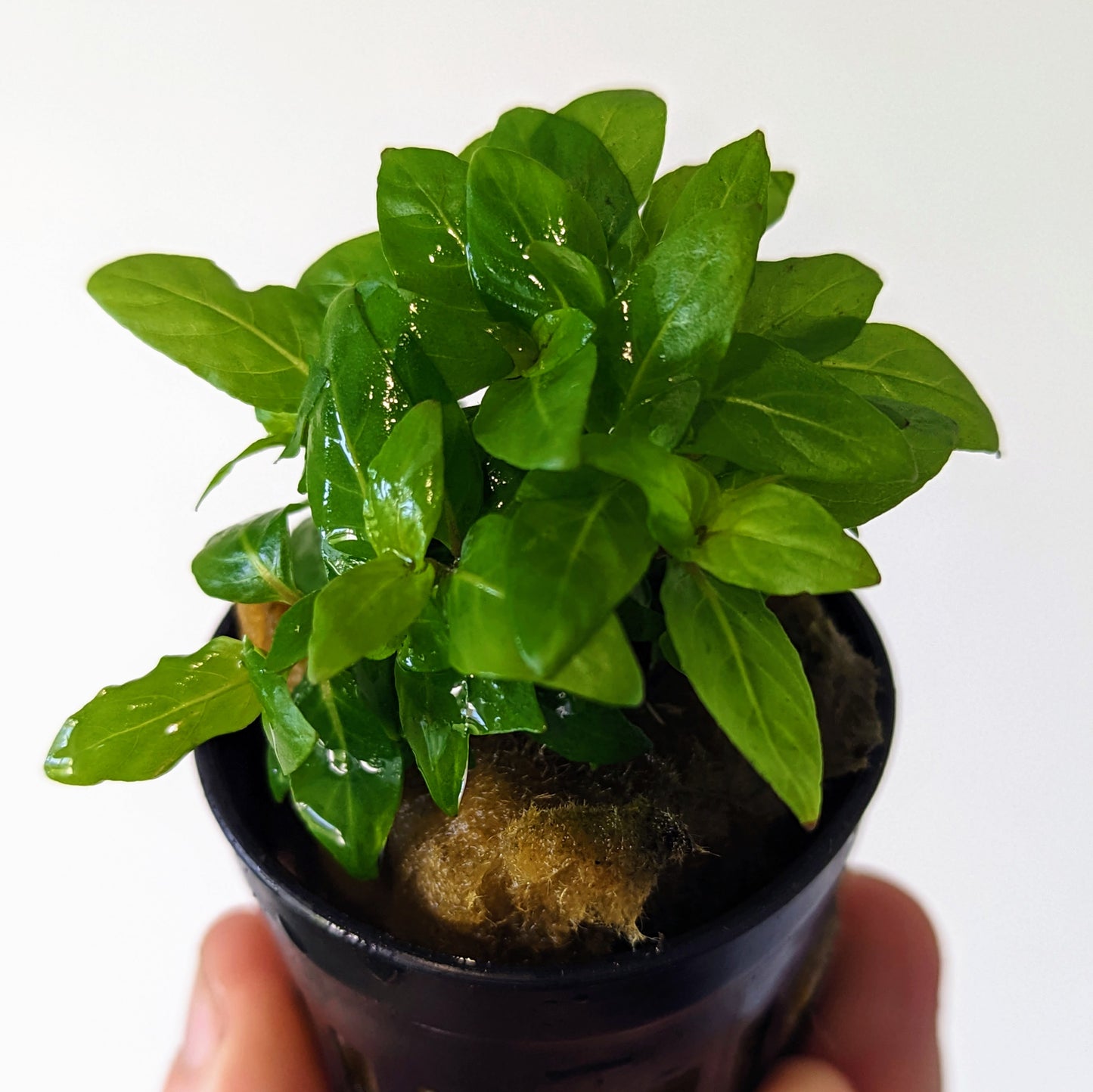 Staurogyne rubescens 5cm Pot