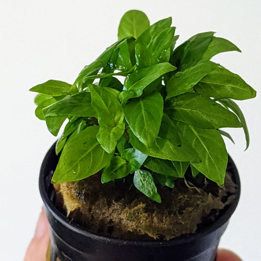 Staurogyne rubescens 5cm Pot
