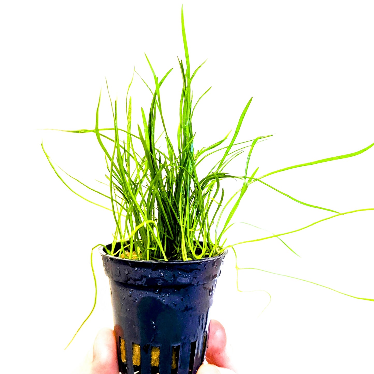 Lileaopsis Mauritiuana 5cm Pot