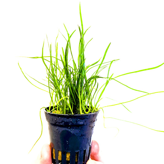 Lileaopsis Mauritiuana 5cm Pot