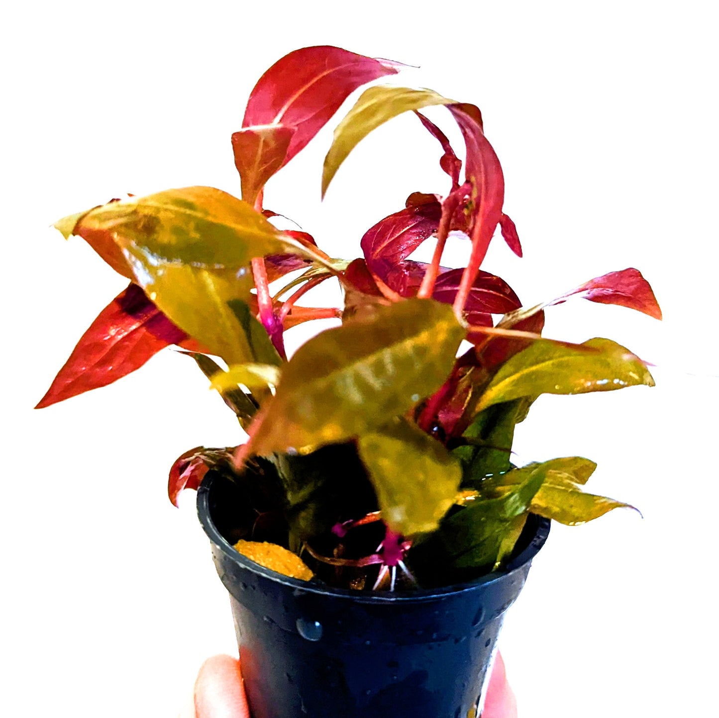 Alternanthera Rosaefolia 5cm Pot