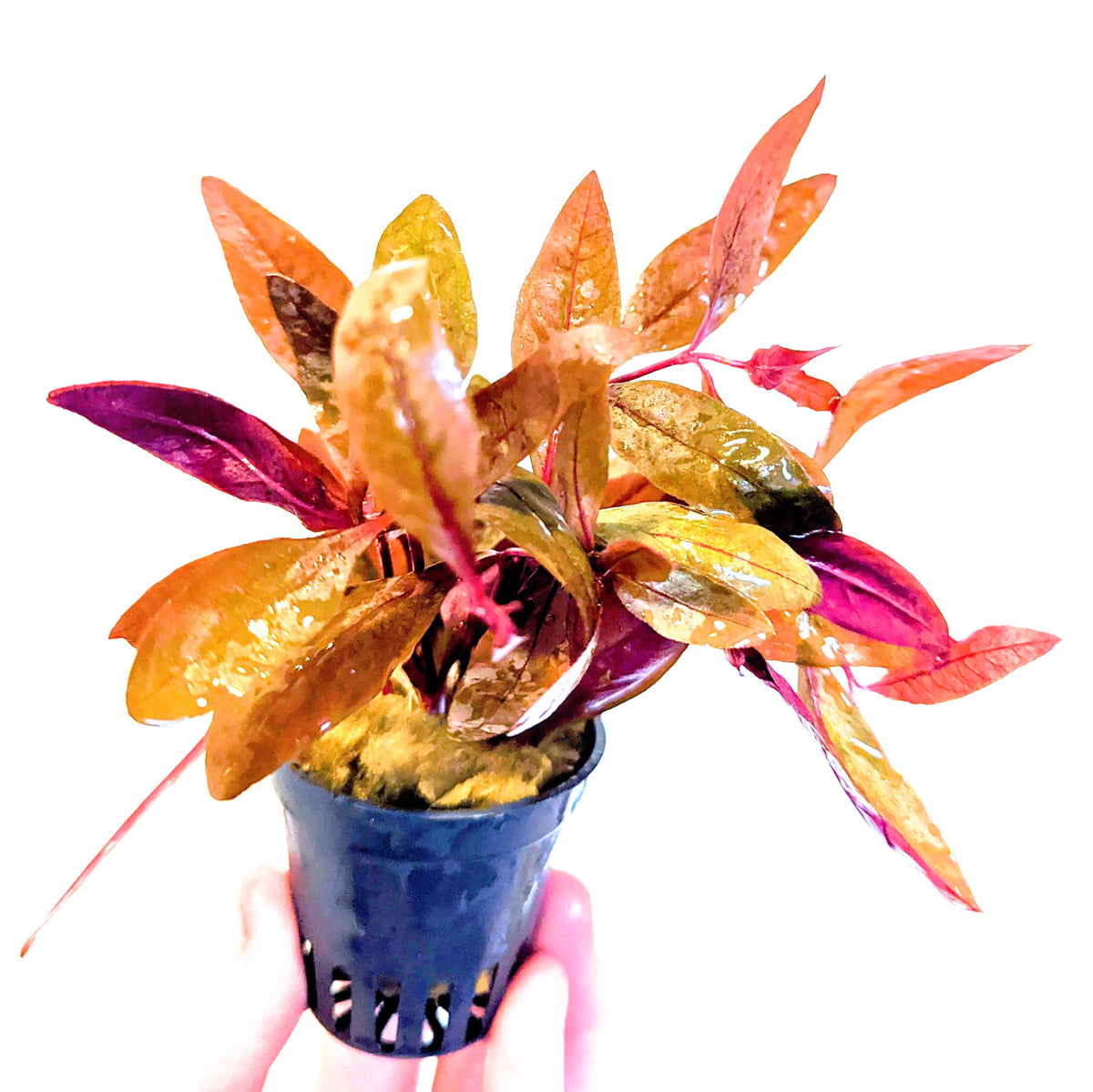 Alternanthera Sessilis 5cm pot