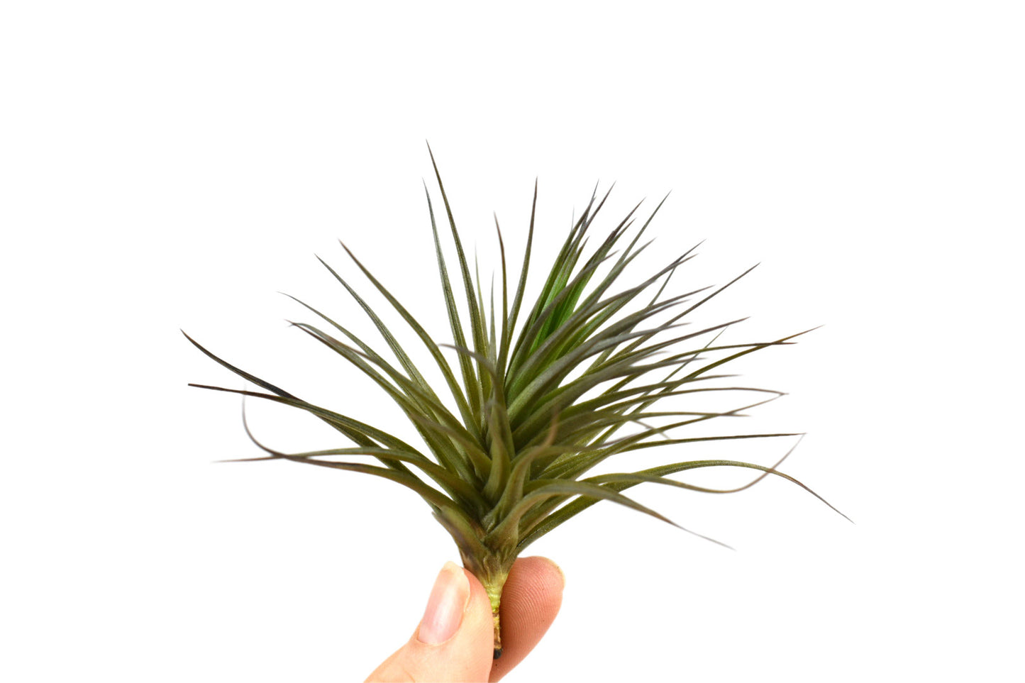 Tillandsia Aeranthos