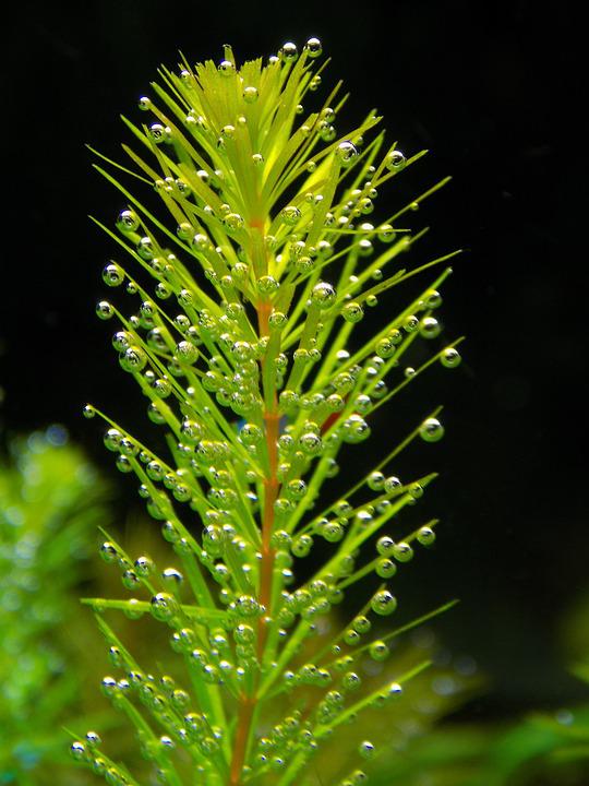Ceratophyllum demersum 5cm Pot