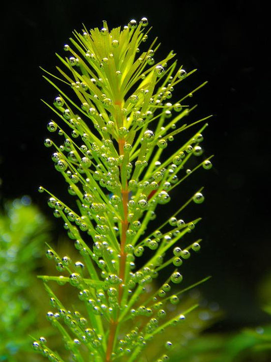 Ceratophyllum demersum 5cm Pot