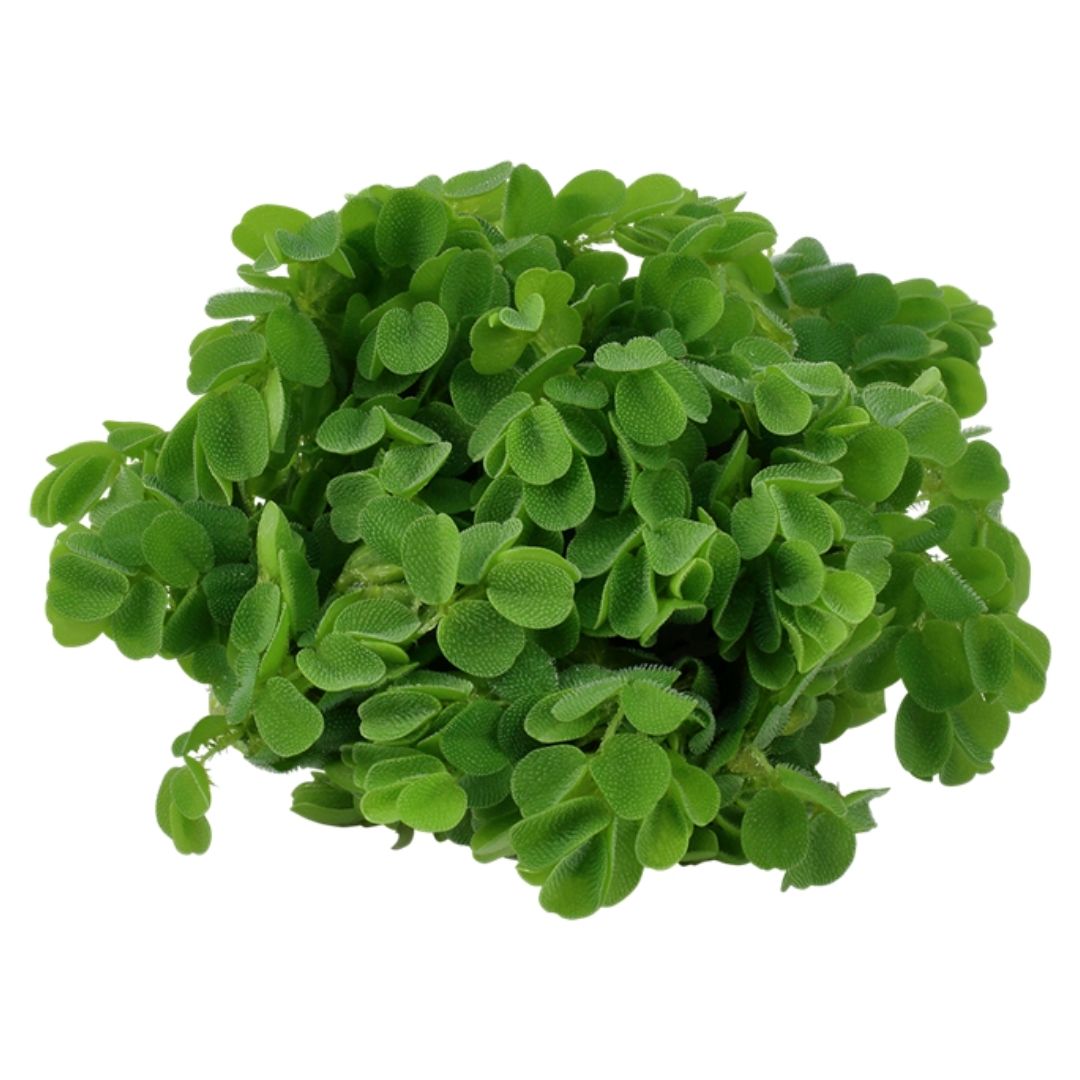Salvinia auriculata - Watermoss - Tropica 1-2-Grow