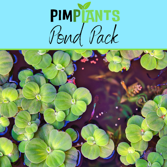 Pond Plant Pack
