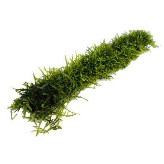 Java Moss Bamboo Stick