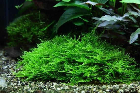 Moss Pack