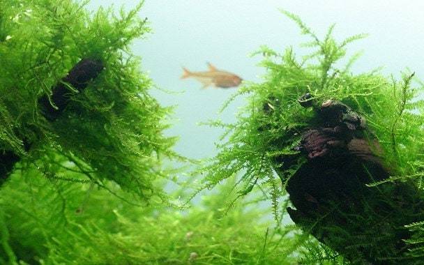 Moss Pack