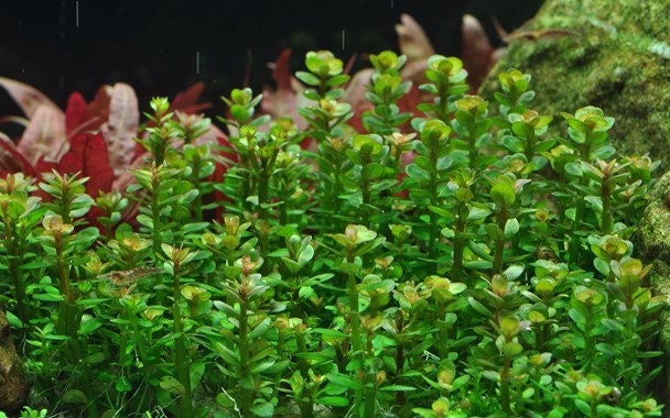 Roundleaf Toothcup Rotala indica 'Bonsai' - Indian toothcup – Snuffle and Swim