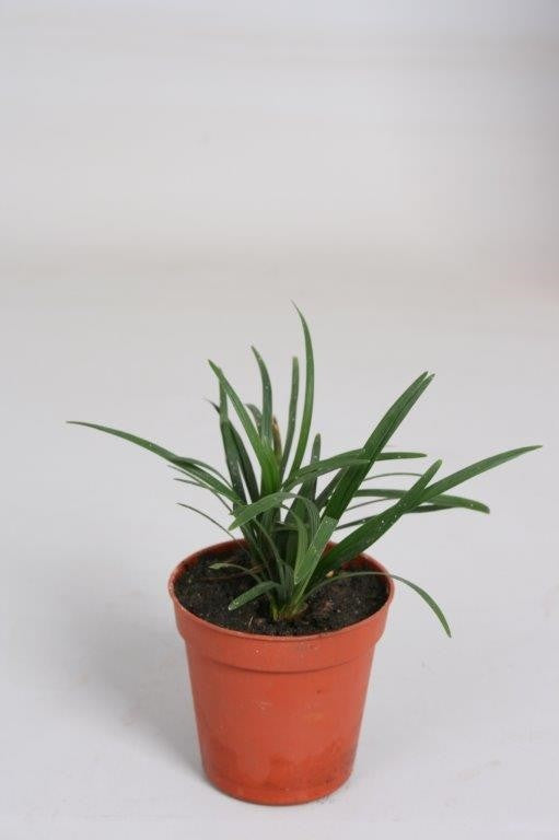 Ophiopogon Japonica 5cm Pot