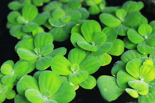 Pistia Stratiotes - Water Lettuce