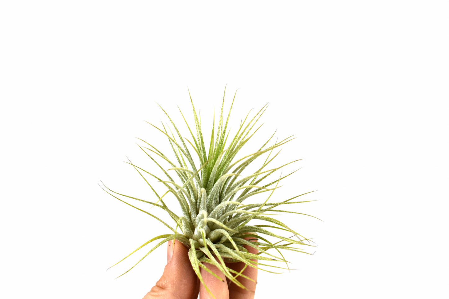 Tillandsia Ionantha green